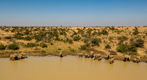 Elephants at the Watering Hole by Ethan Tucker