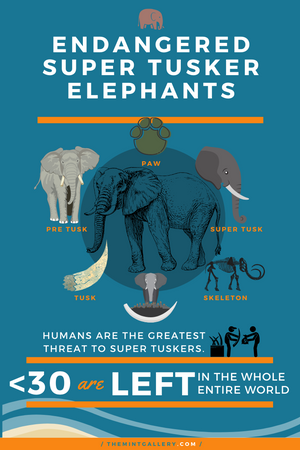 Endangered Super Tusker Elephants