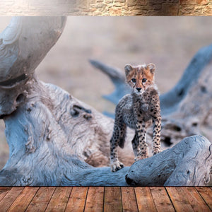 Cheetah Cub by Teeku Patel