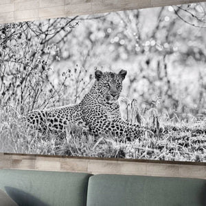 Bahati the Leopard by Teeku Patel