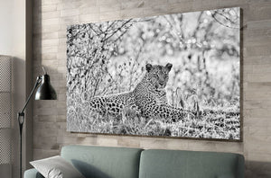 Bahati the Leopard by Teeku Patel