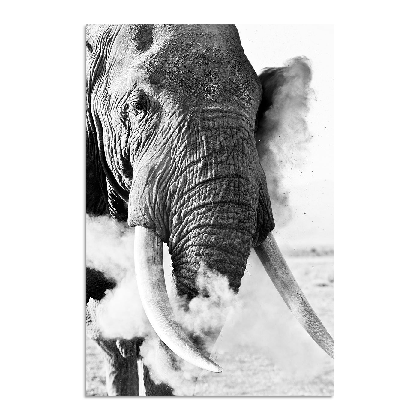 Dustbath by Teeku Patel