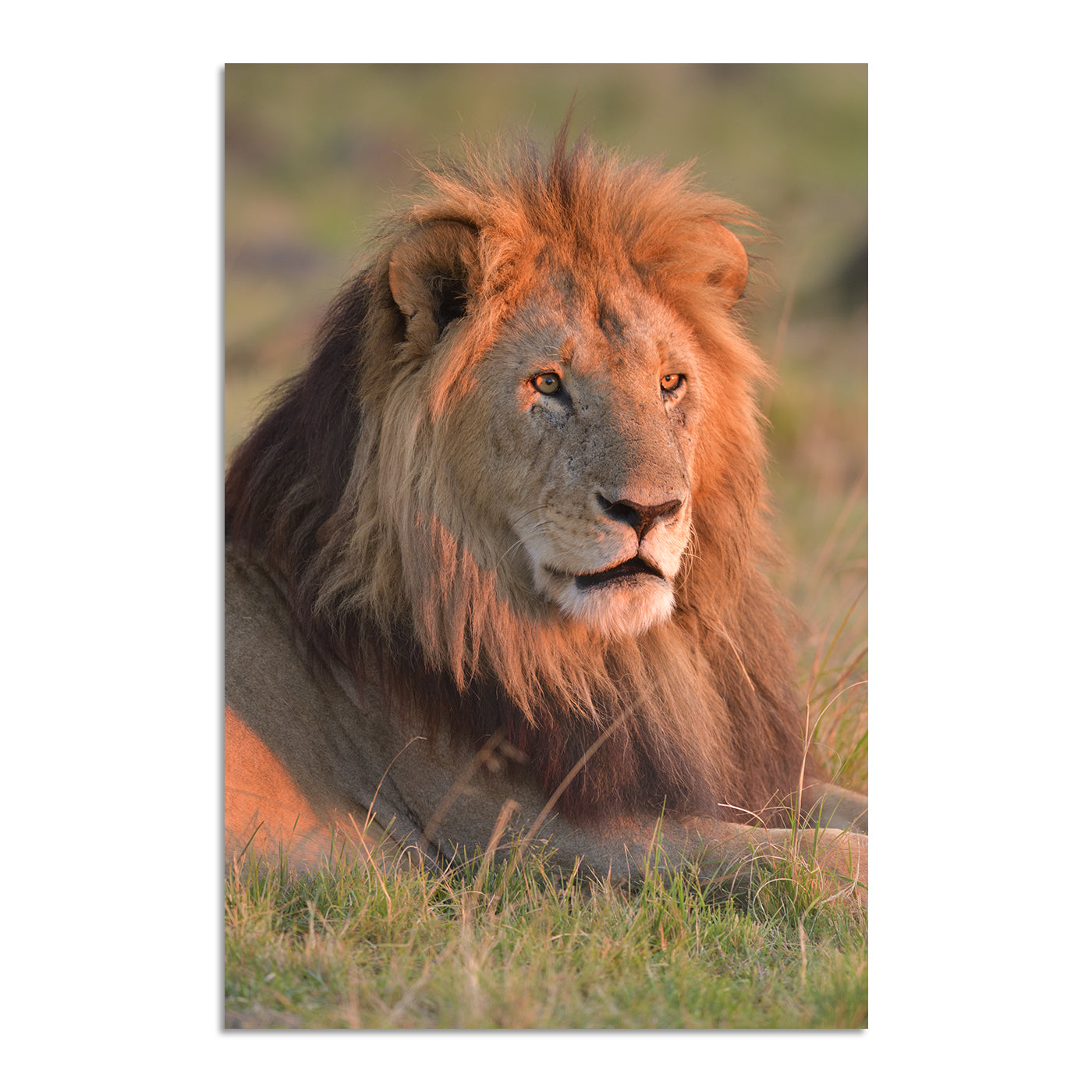 Hunter by Teeku Patel