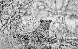 Bahati the Leopard by Teeku Patel