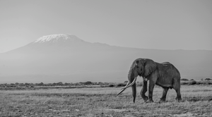 (Tim) Last of the Big Tuskers by Teeku Patel