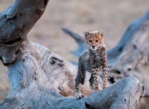 Cheetah Cub by Teeku Patel