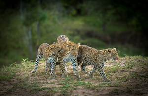 Bahati and Cubs by Teeku Patel